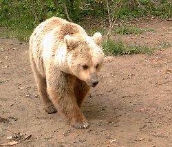 At the bear watching