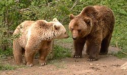 Bears