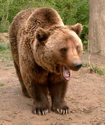 Young Carpathian bear